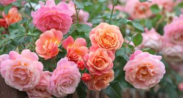 Peach and apricot pink climbing rose, rosa Peach Melba, in flower.