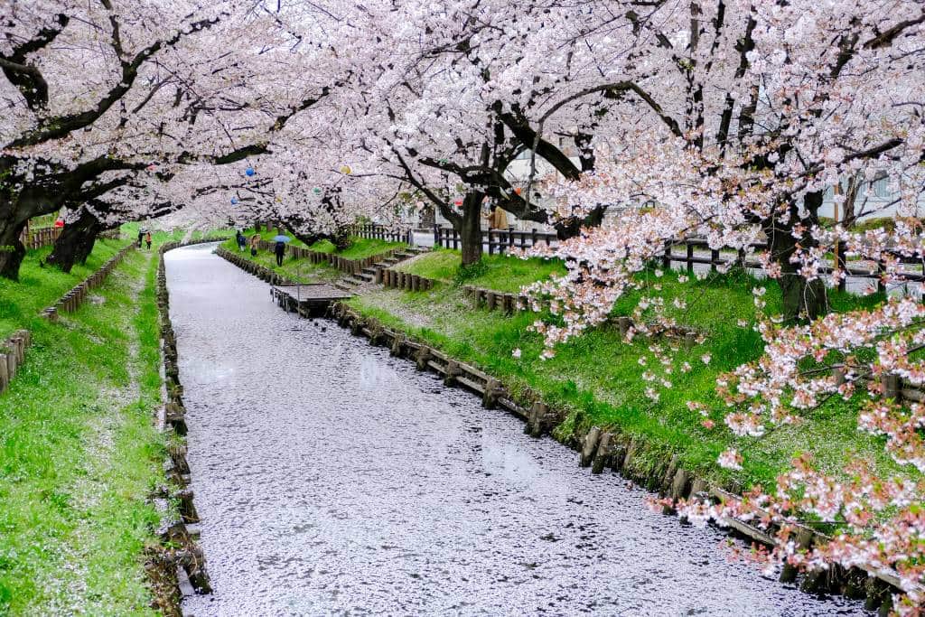 One of Kawagoe’s most spectacular spots to enjoy “sakura” is out the back of Hikawa shrine, where the cherry blossoms line the Shingashi River and sakura petals covering the river.