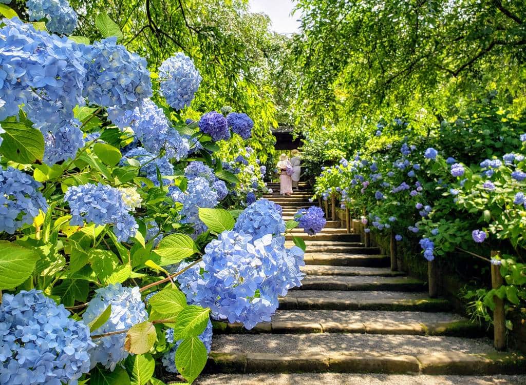 blue hydrangeas