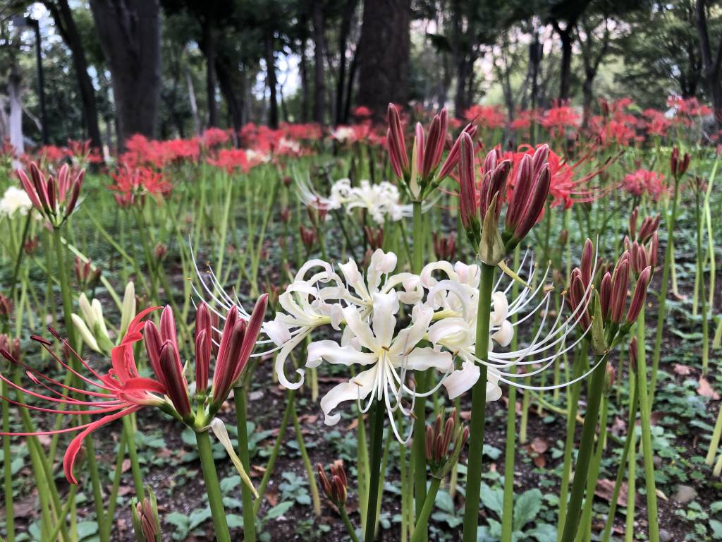 spider lilies in shinjuku