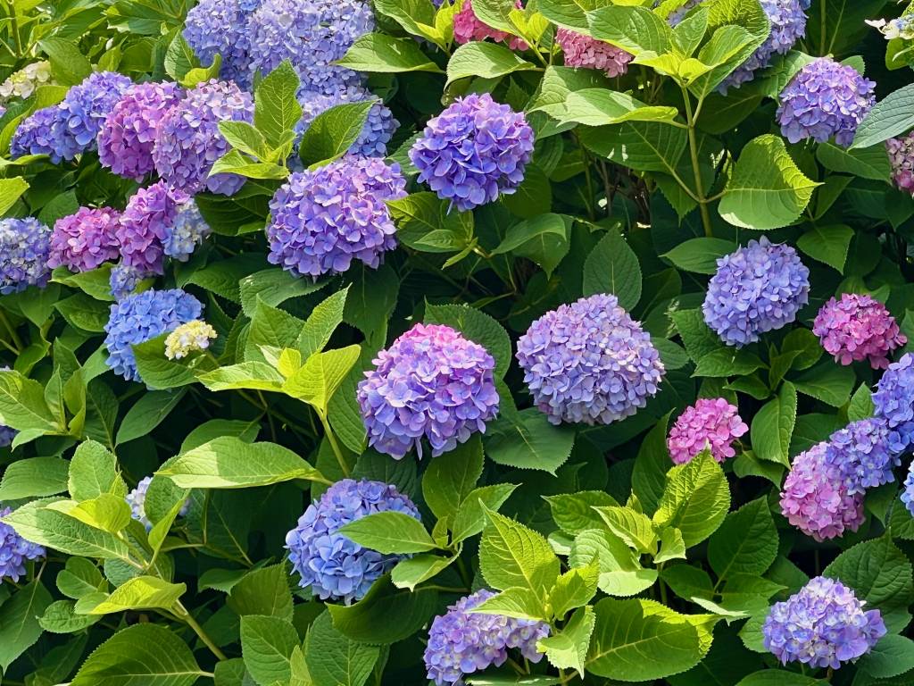 Close up of purple hydrangeas