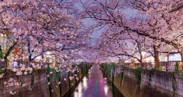 Pink cherry blossoms over the Meguro River at twilight