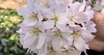cherry blossom bunch