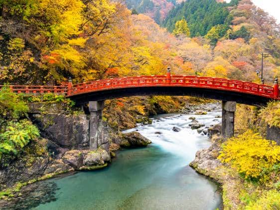 The famous red Shinkyo bridge surrounded by yellow autumn foliage