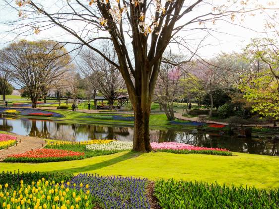 (Showa Memorial Park Tachikawa