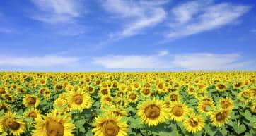 Sunflower field and blue skies