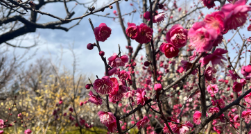 setagaya plum blossom hanegi park 2025